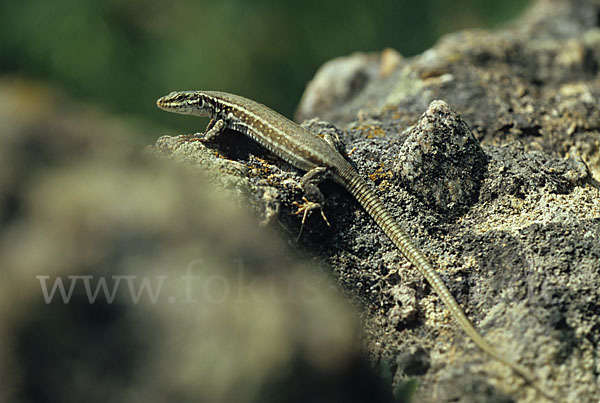 Kykladen-Mauereidechse (Podarcis erhardii)