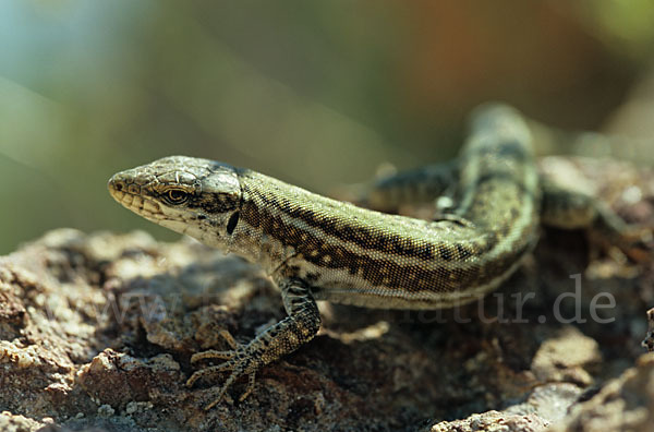 Kykladen-Mauereidechse (Podarcis erhardii)