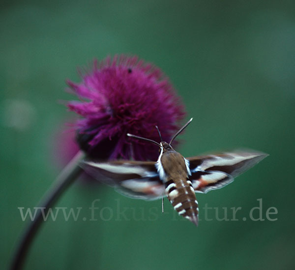 Labkrautschwärmer (Hyles gallii)