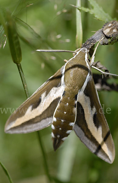 Labkrautschwärmer (Hyles gallii)