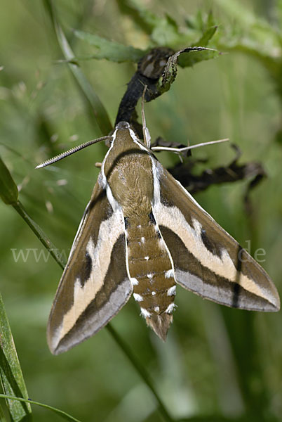 Labkrautschwärmer (Hyles gallii)