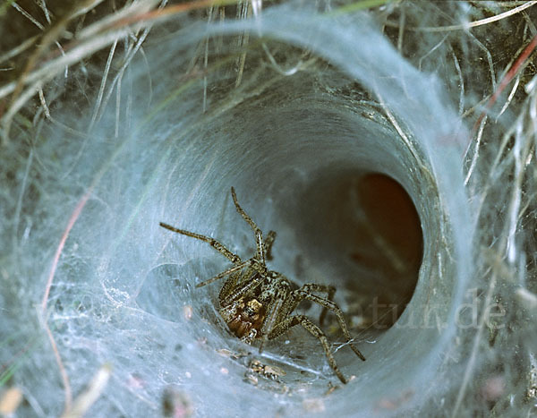 Labyrinthspinne (Agelena  labyrinthica)