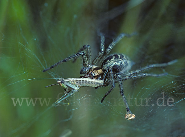 Labyrinthspinne (Agelena  labyrinthica)