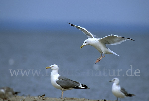 Lachmöwe (Larus ridibundus)