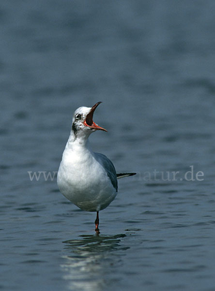 Lachmöwe (Larus ridibundus)