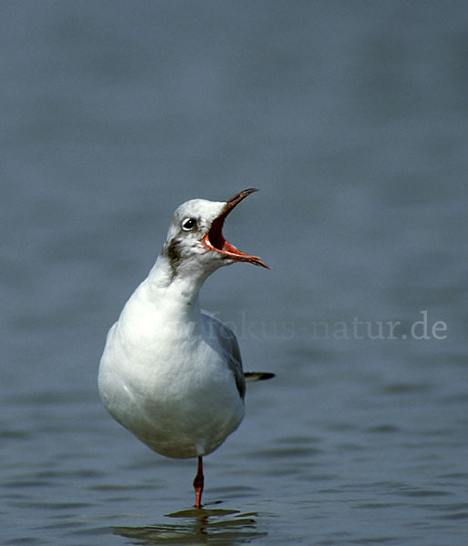 Lachmöwe (Larus ridibundus)