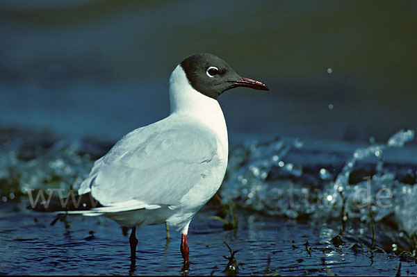 Lachmöwe (Larus ridibundus)