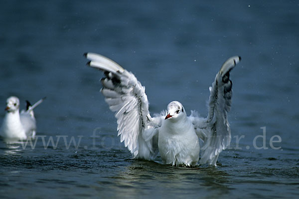 Lachmöwe (Larus ridibundus)