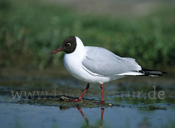 Lachmöwe (Larus ridibundus)