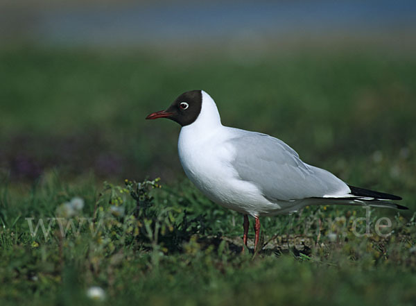 Lachmöwe (Larus ridibundus)