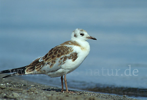 Lachmöwe (Larus ridibundus)