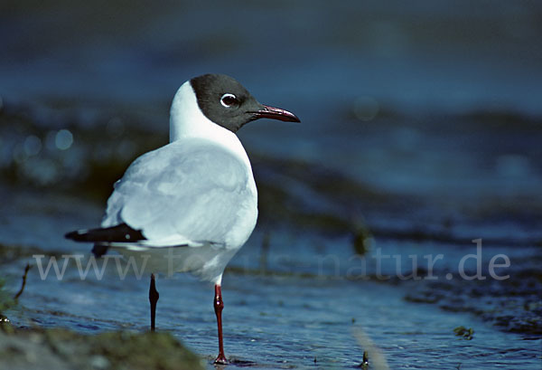 Lachmöwe (Larus ridibundus)