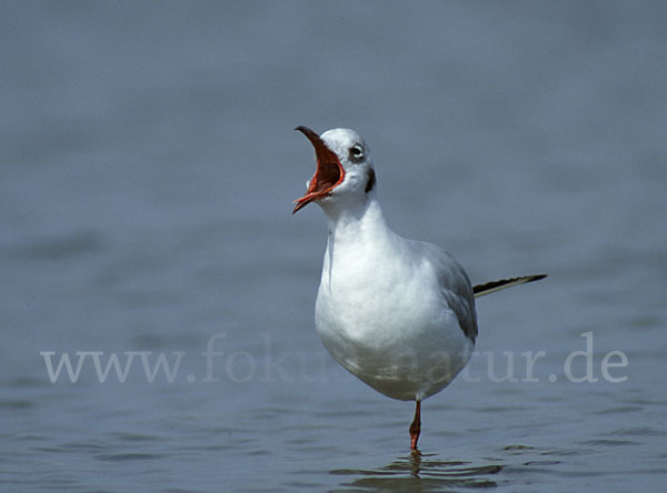 Lachmöwe (Larus ridibundus)