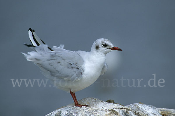 Lachmöwe (Larus ridibundus)