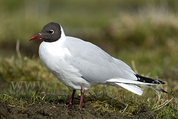 Lachmöwe (Larus ridibundus)