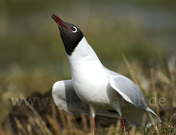 Lachmöwe (Larus ridibundus)