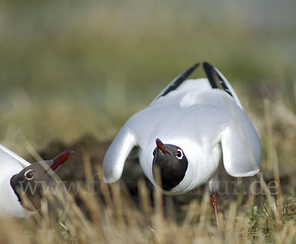 Lachmöwe (Larus ridibundus)