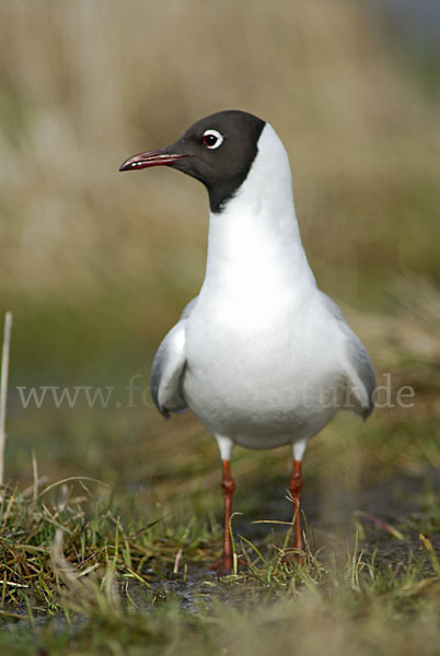 Lachmöwe (Larus ridibundus)