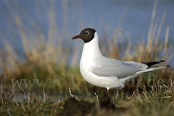 Lachmöwe (Larus ridibundus)