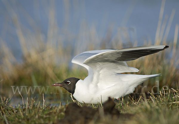 Lachmöwe (Larus ridibundus)