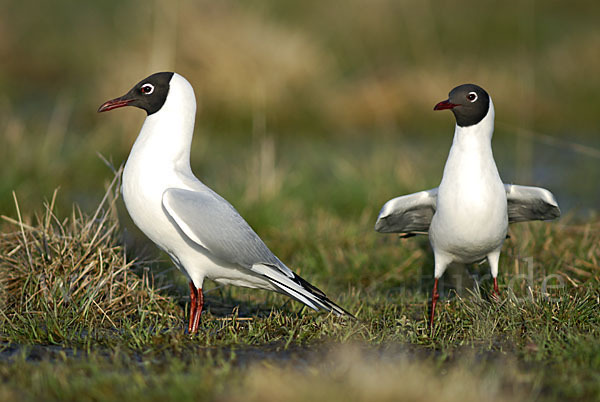 Lachmöwe (Larus ridibundus)