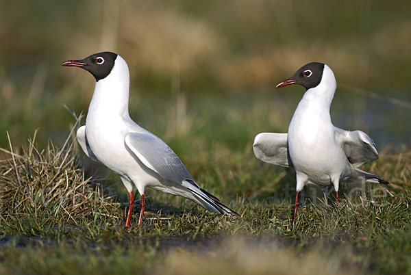 Lachmöwe (Larus ridibundus)