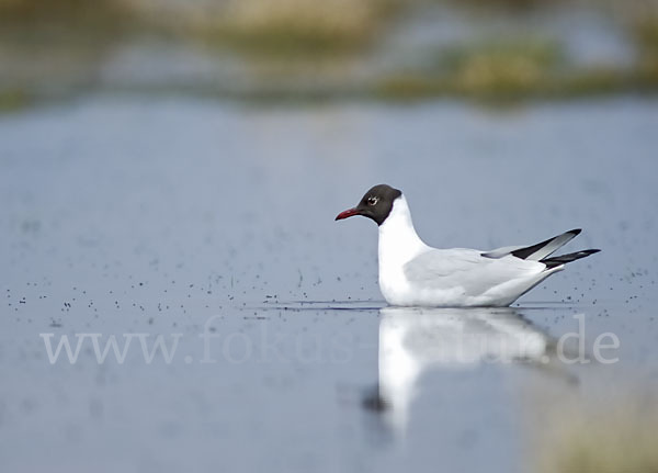 Lachmöwe (Larus ridibundus)