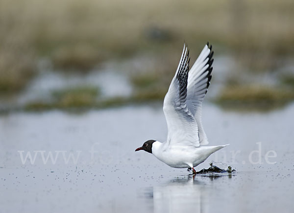 Lachmöwe (Larus ridibundus)