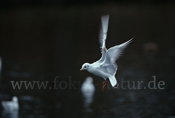 Lachmöwe (Larus ridibundus)