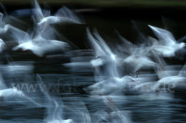 Lachmöwe (Larus ridibundus)