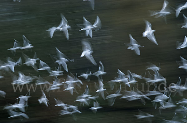 Lachmöwe (Larus ridibundus)