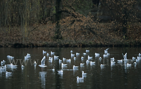 Lachmöwe (Larus ridibundus)