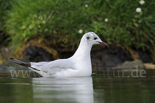 Lachmöwe (Larus ridibundus)