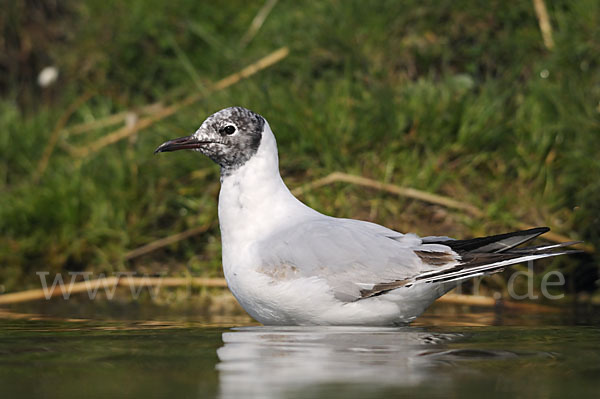 Lachmöwe (Larus ridibundus)