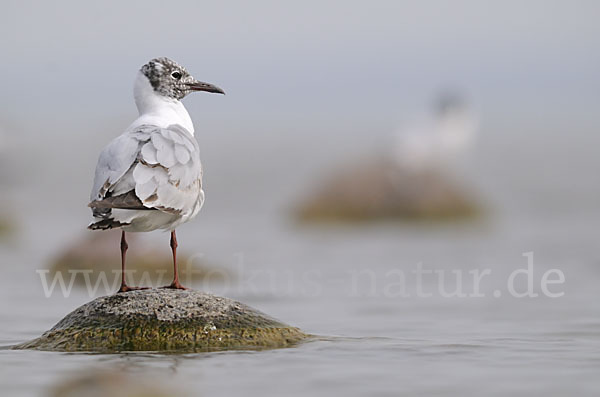 Lachmöwe (Larus ridibundus)