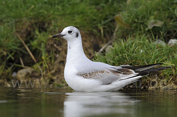 Lachmöwe (Larus ridibundus)