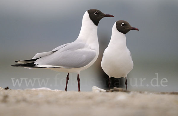 Lachmöwe (Larus ridibundus)