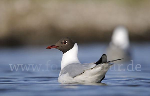 Lachmöwe (Larus ridibundus)