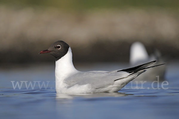 Lachmöwe (Larus ridibundus)