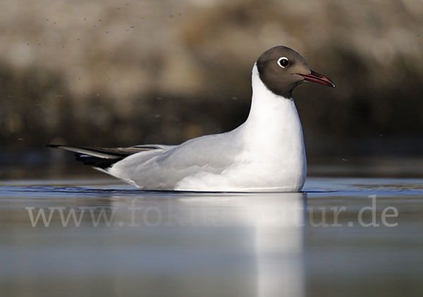 Lachmöwe (Larus ridibundus)