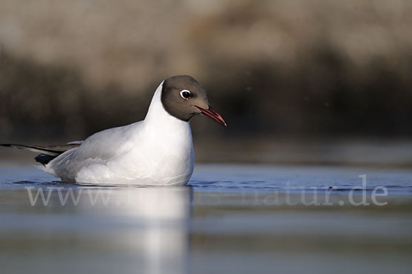 Lachmöwe (Larus ridibundus)