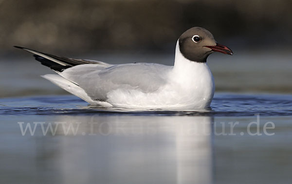 Lachmöwe (Larus ridibundus)