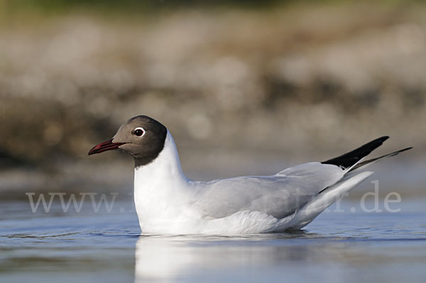 Lachmöwe (Larus ridibundus)