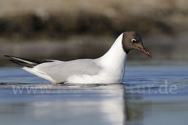 Lachmöwe (Larus ridibundus)