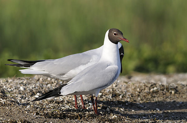 Lachmöwe (Larus ridibundus)