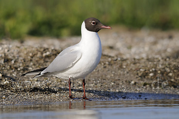 Lachmöwe (Larus ridibundus)