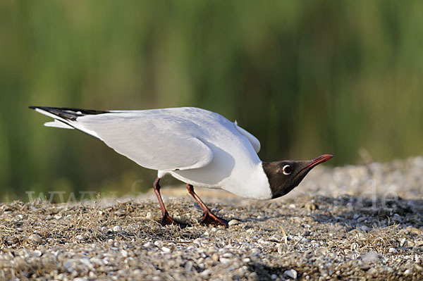 Lachmöwe (Larus ridibundus)