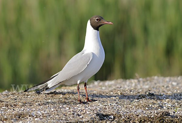 Lachmöwe (Larus ridibundus)