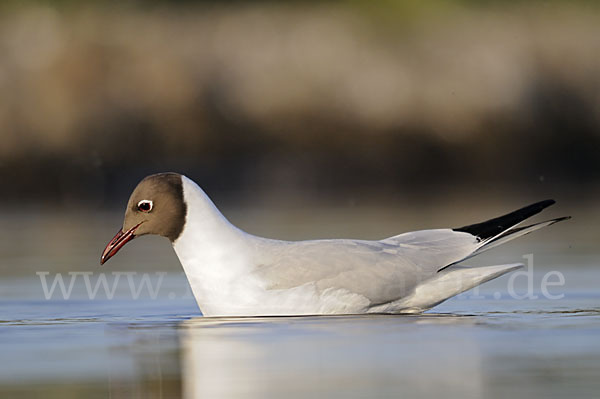 Lachmöwe (Larus ridibundus)