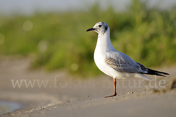 Lachmöwe (Larus ridibundus)